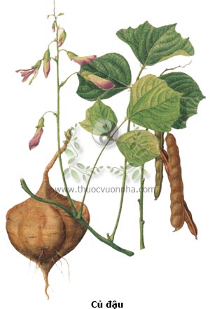 Cây Củ Đậu