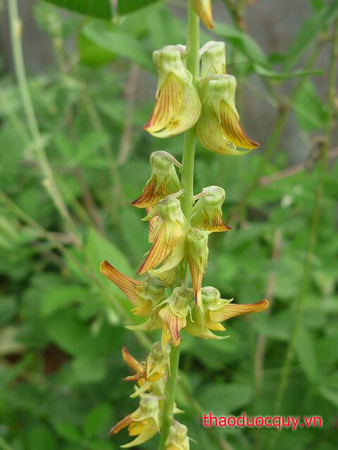 Lục Lạc Ba Lá Tròn