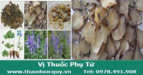 Phụ Tử