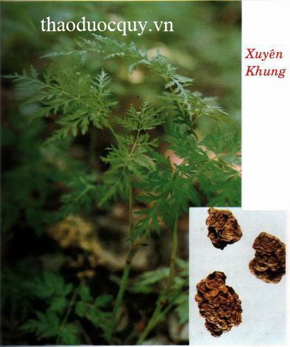 An toàn với 6 thảo dược trị máu xấu, thiếu máu