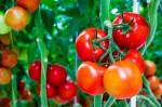 Cà chua nấu chín giúp điều trị máu nhiễm mỡ