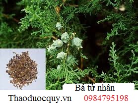 Bá tử nhân