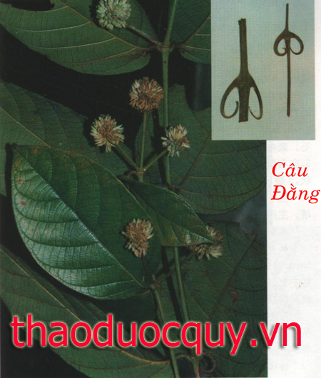 Câu Đằng