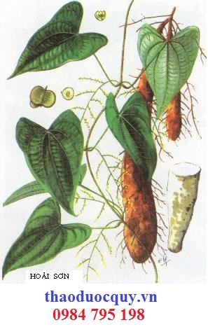 Quang Sơn Dược