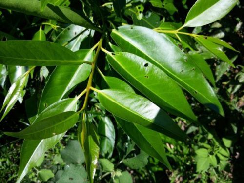 BẠN ĐÃ BIẾT 10 TÁC DỤNG SAU CỦA LÁ VỐI CHƯA?