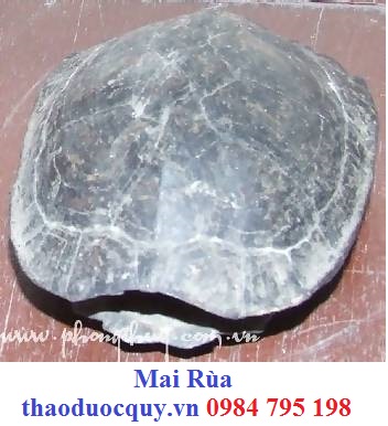 Quy Bản và Cao Quy Bản